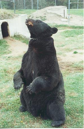Ben The Bear