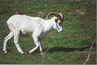 Goat1