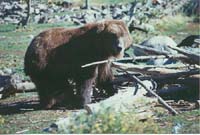 Grizzly3